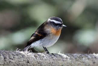 Roodborsttapuittiran - Ochthoeca rufipectoralis